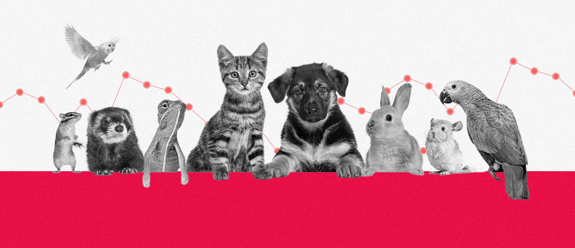 Quanto custa um plano de saúde pet